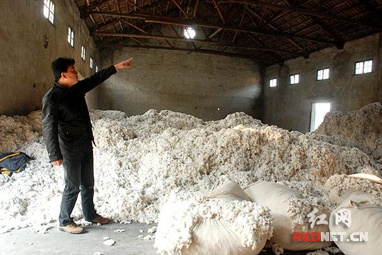 (澧县一棉花收购企业说,往年这个仓库已经堆满了棉花,今年棉花价格