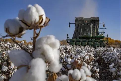大量外贸厂商收到棉花禁用通知亚马逊疑下架中国棉制品