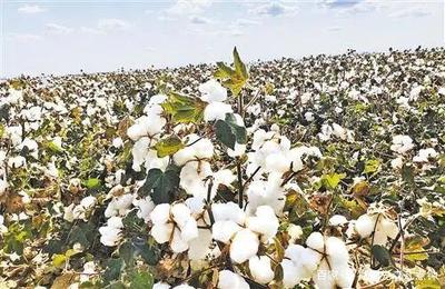 中国棉花单产量世界第一,如果只靠人力,根本不可能实现